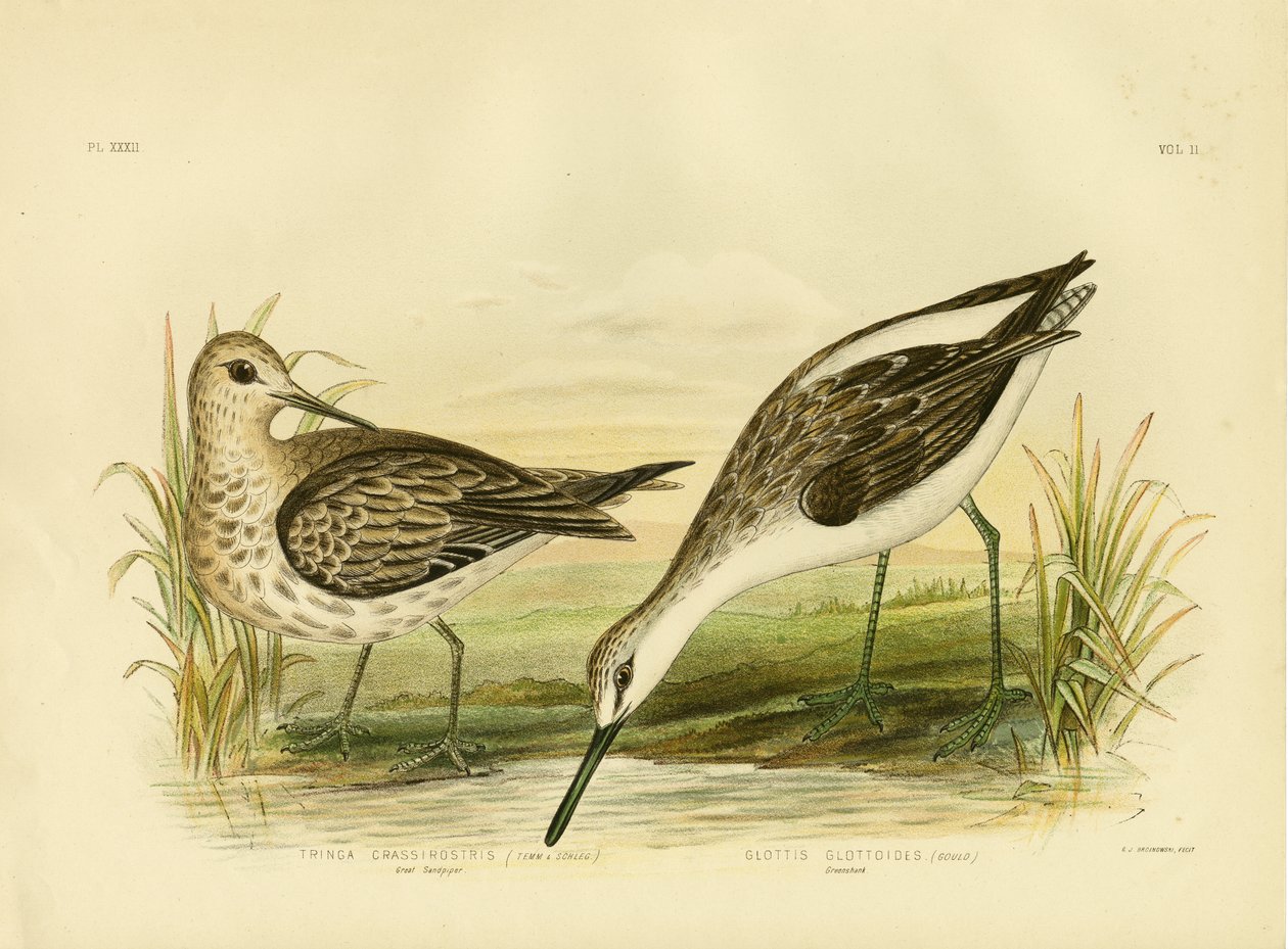 Großer Sandregenpfeifer, 1891 von Gracius Broinowski