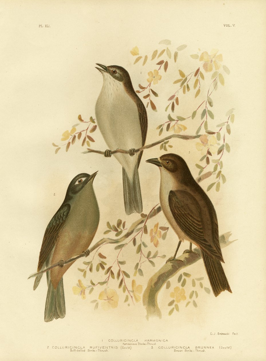 Harmonischer Würger oder Grauer Würger, 1891 von Gracius Broinowski