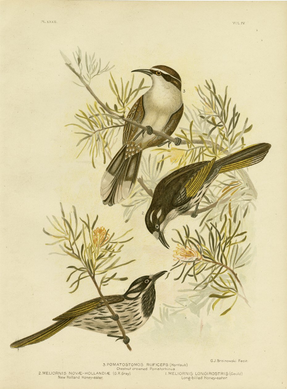 Langschnabel-Honigfresser, 1891 von Gracius Broinowski
