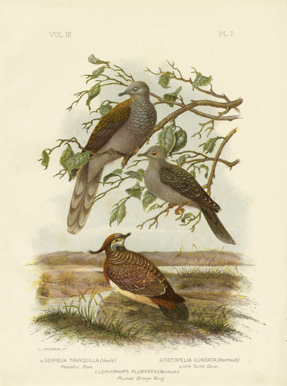 Friedliche Taube, 1891 von Gracius Broinowski