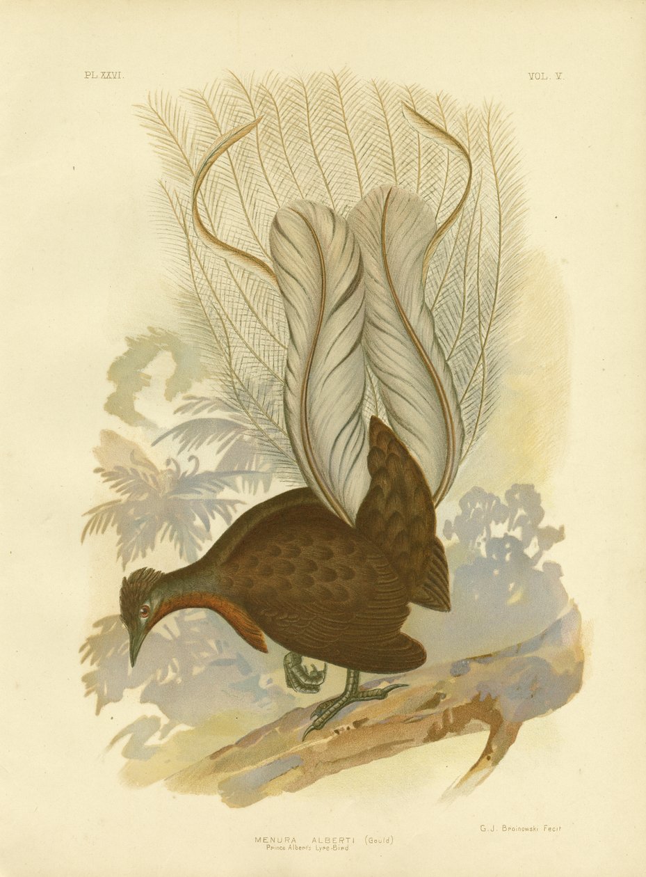 Prinz Alberts Leierschwanz, 1891 von Gracius Broinowski