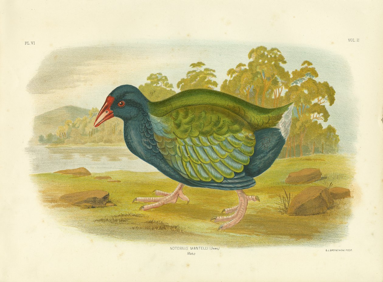 Takahe, 1891 von Gracius Broinowski