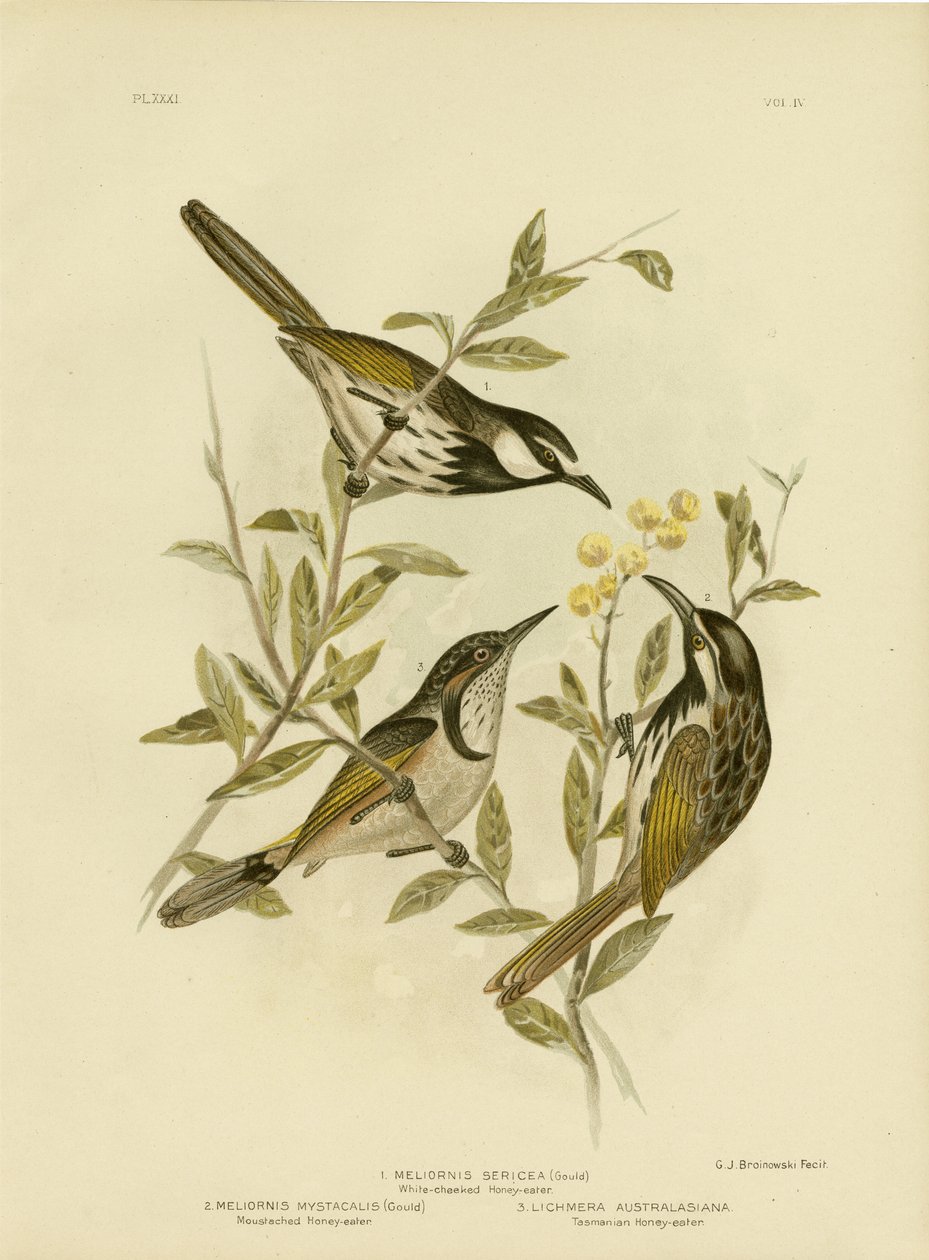 Weißwangen-Honigfresser, 1891 von Gracius Broinowski