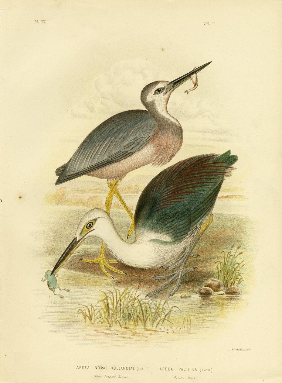 Weißgesichtreiher, 1891 von Gracius Broinowski