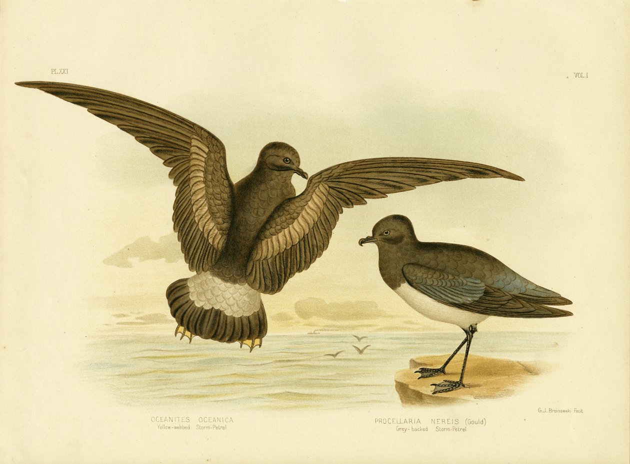 Gelbfüßiger Sturmvogel, 1891 von Gracius Broinowski
