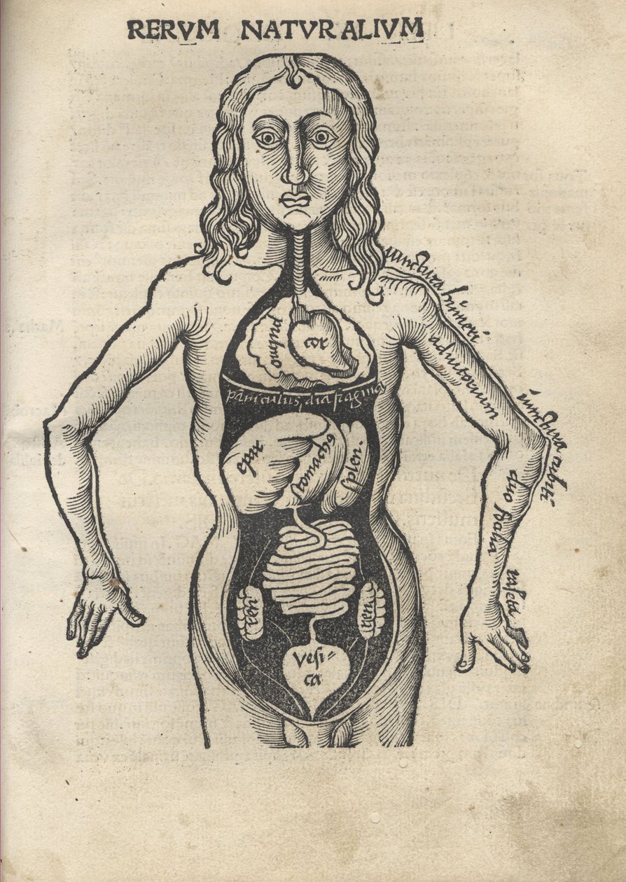 Margarita Philosophica. Anatomie, 1504 von Gregor Reisch