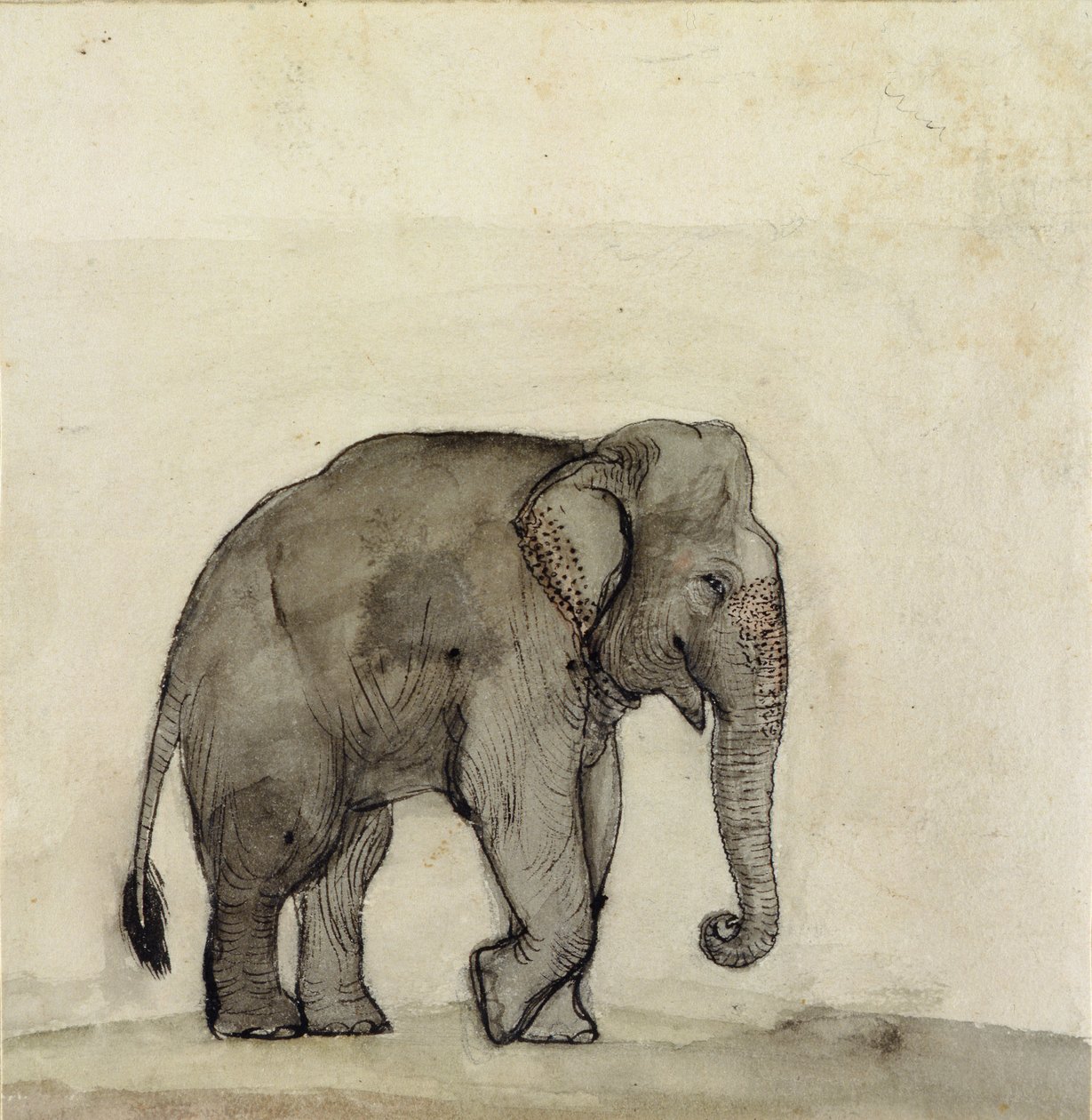Elefant, um 1790 von Gungaram Tambat