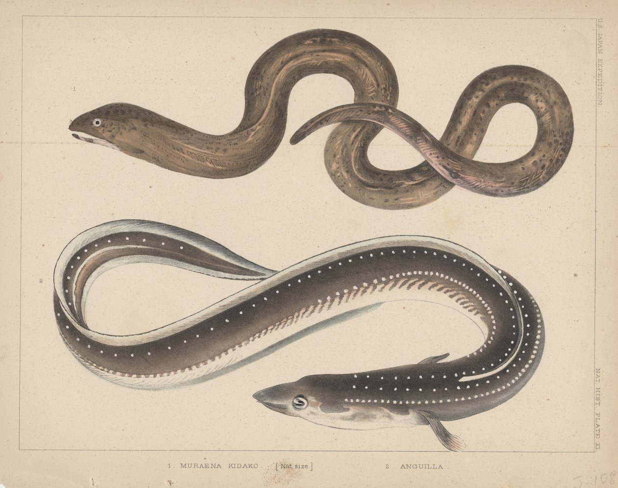 1. Muraena Kidako, 2. Anguilla, 1855 von H. Patterson