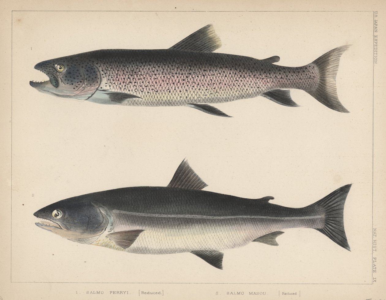 1. Salmo Perryi (reduziert), 2. Salmo Masou (reduziert), 1855 von H. Patterson