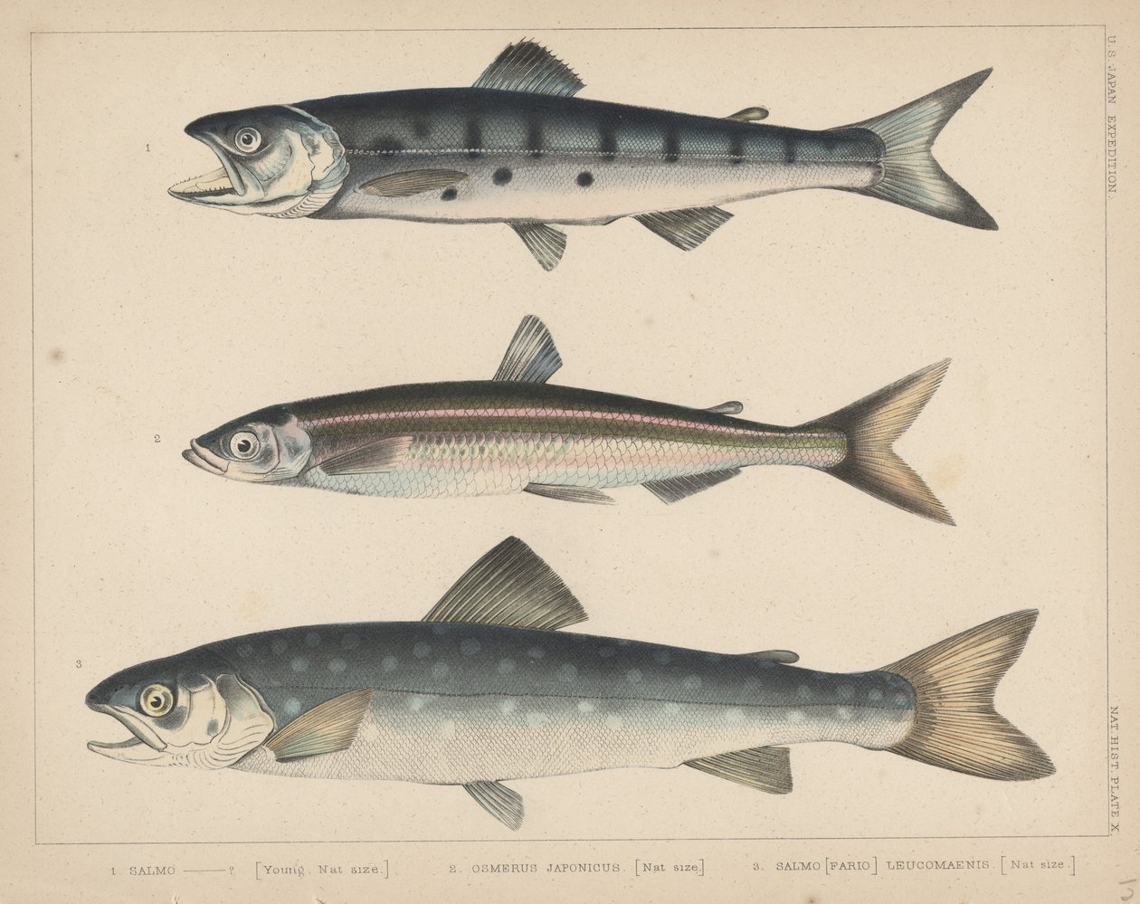 1. Lachs, 2. Osmerus Japonicus, 3. Salmo (Fario) Leucomaenis, 1855 von H. Patterson