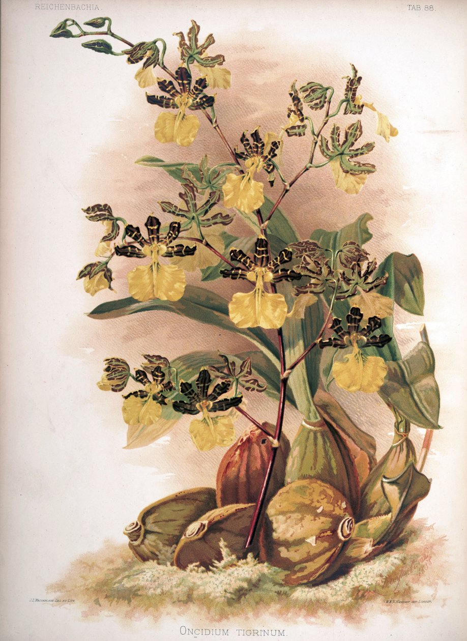 Oncidium tigrinum von H. Sotheran and Co.