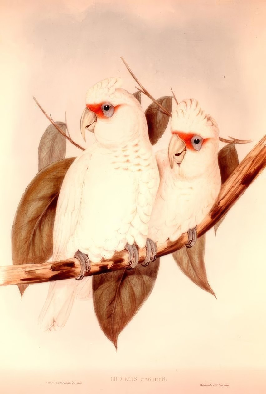Licmetis Nasicus von H.C. Richter