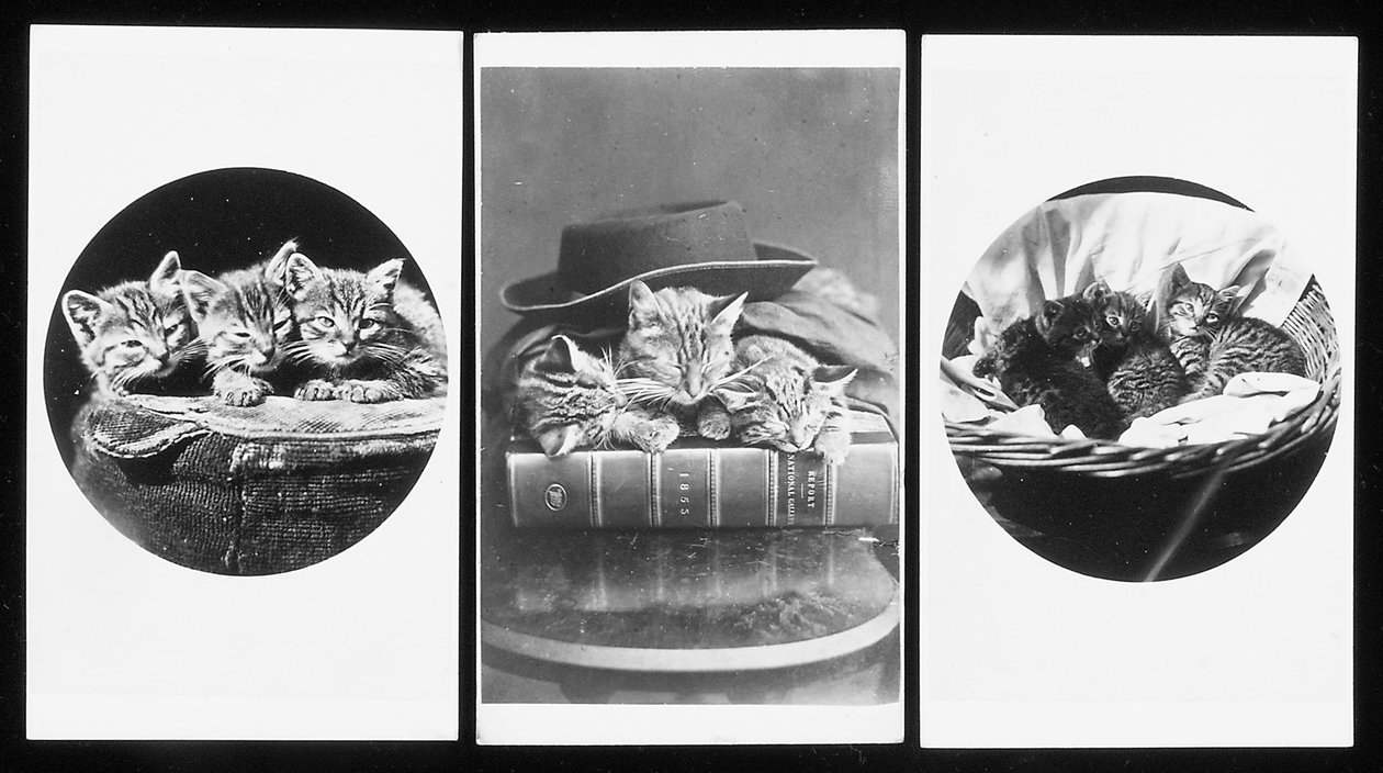 Die Brighton-Katzen, cartes-de-visite, 1860er Jahre von H. Pointer