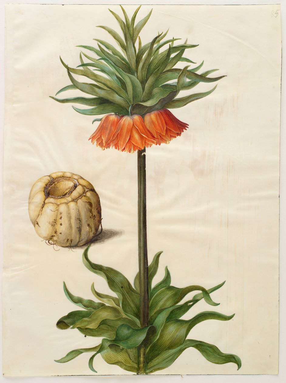 Fritillaria imperialis von Hans Simon Holtzbecker