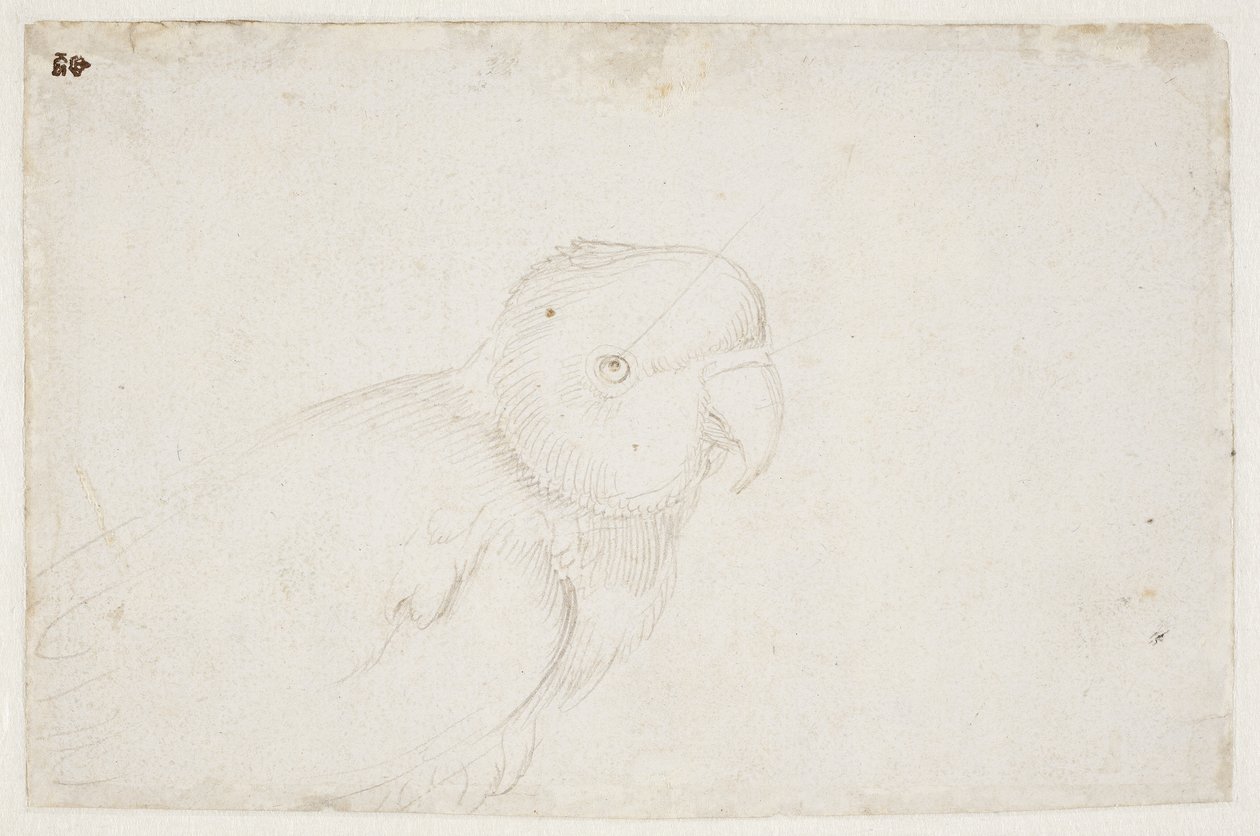 Wellensittich von Hans Baldung Grien