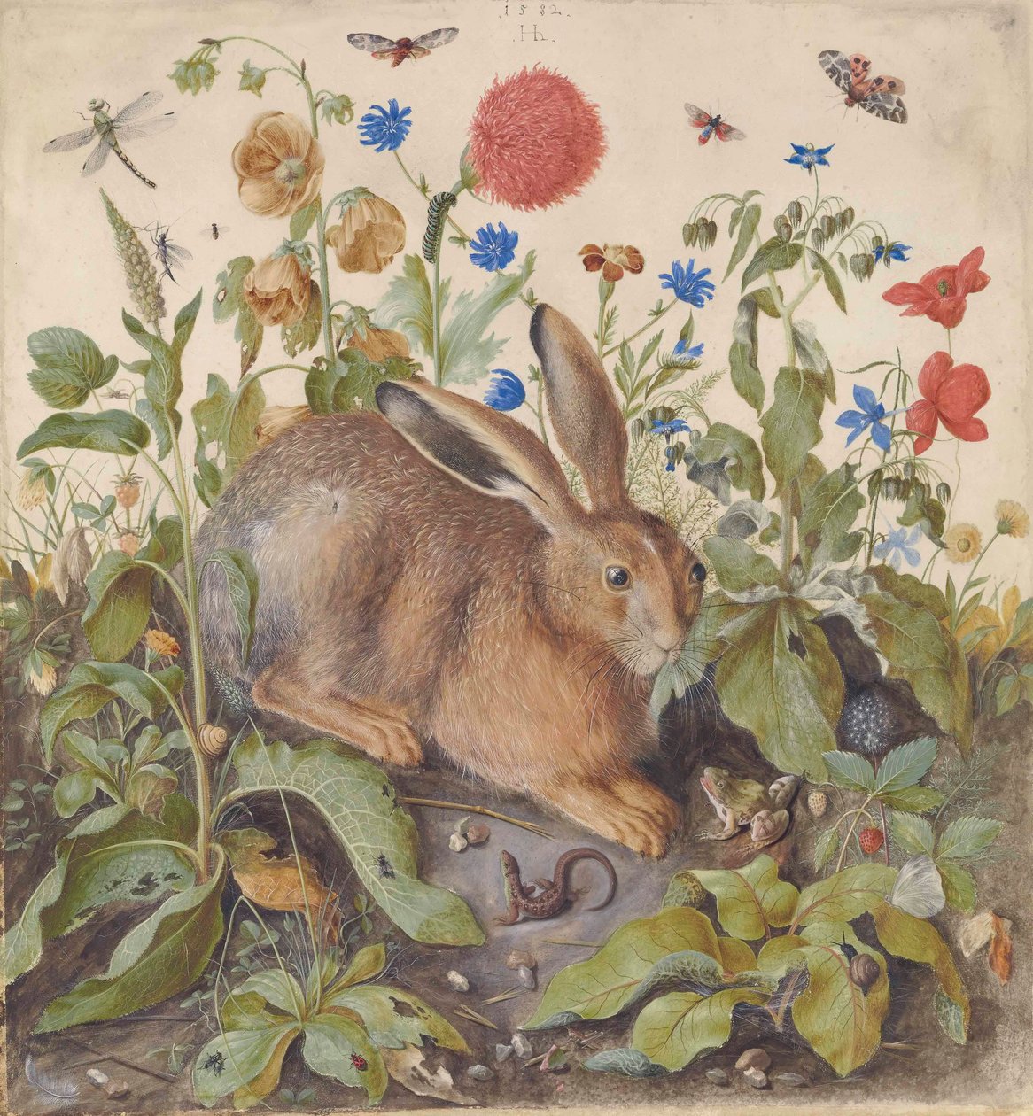 Ein Hase zwischen Pflanzen von Hans Hoffmann