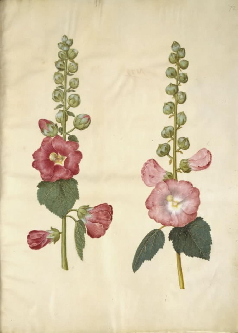 Alcea rosea (Stockrose) von Hans Simon Holtzbecker