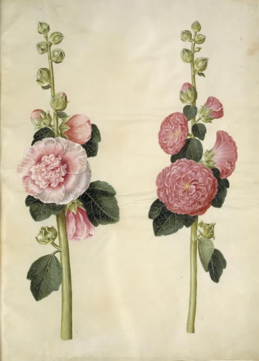 Alcea rosea (Stockrose) von Hans Simon Holtzbecker