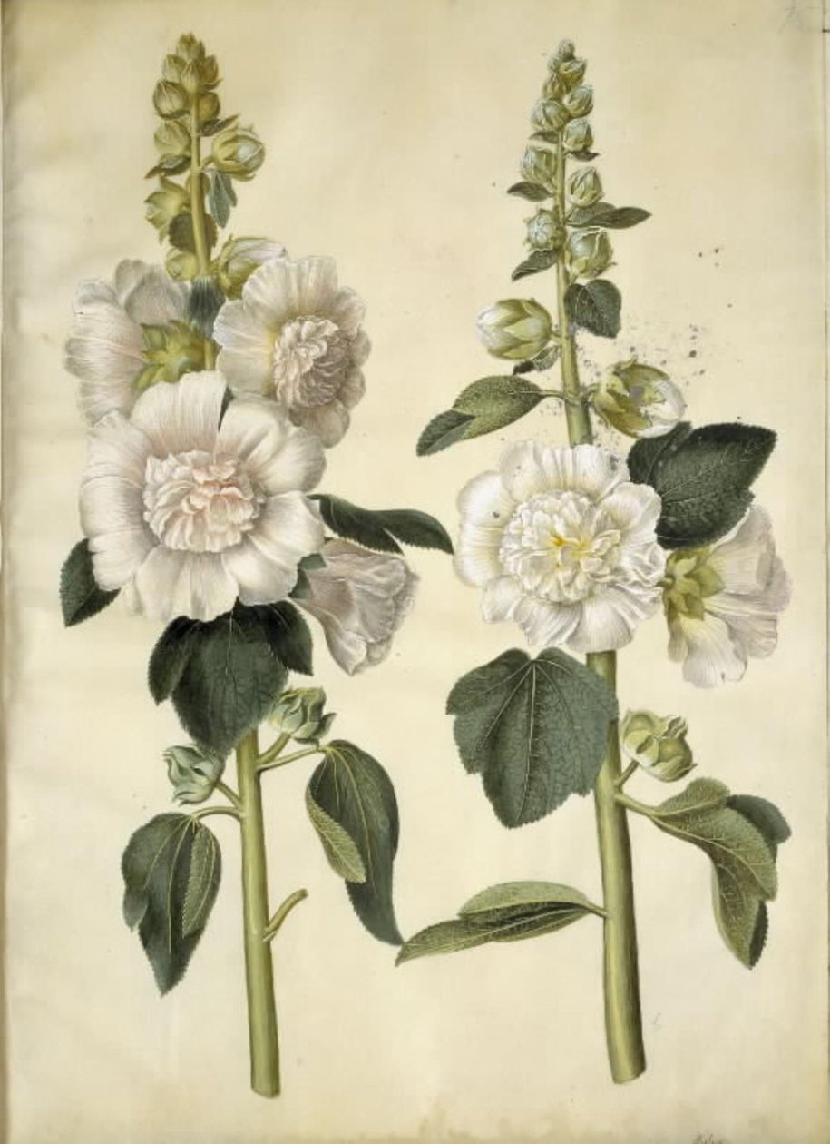 Stockrose von Hans Simon Holtzbecker