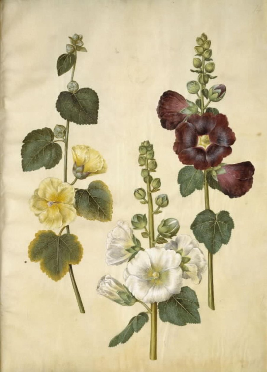 Alcea rosea (Stockrose) von Hans Simon Holtzbecker