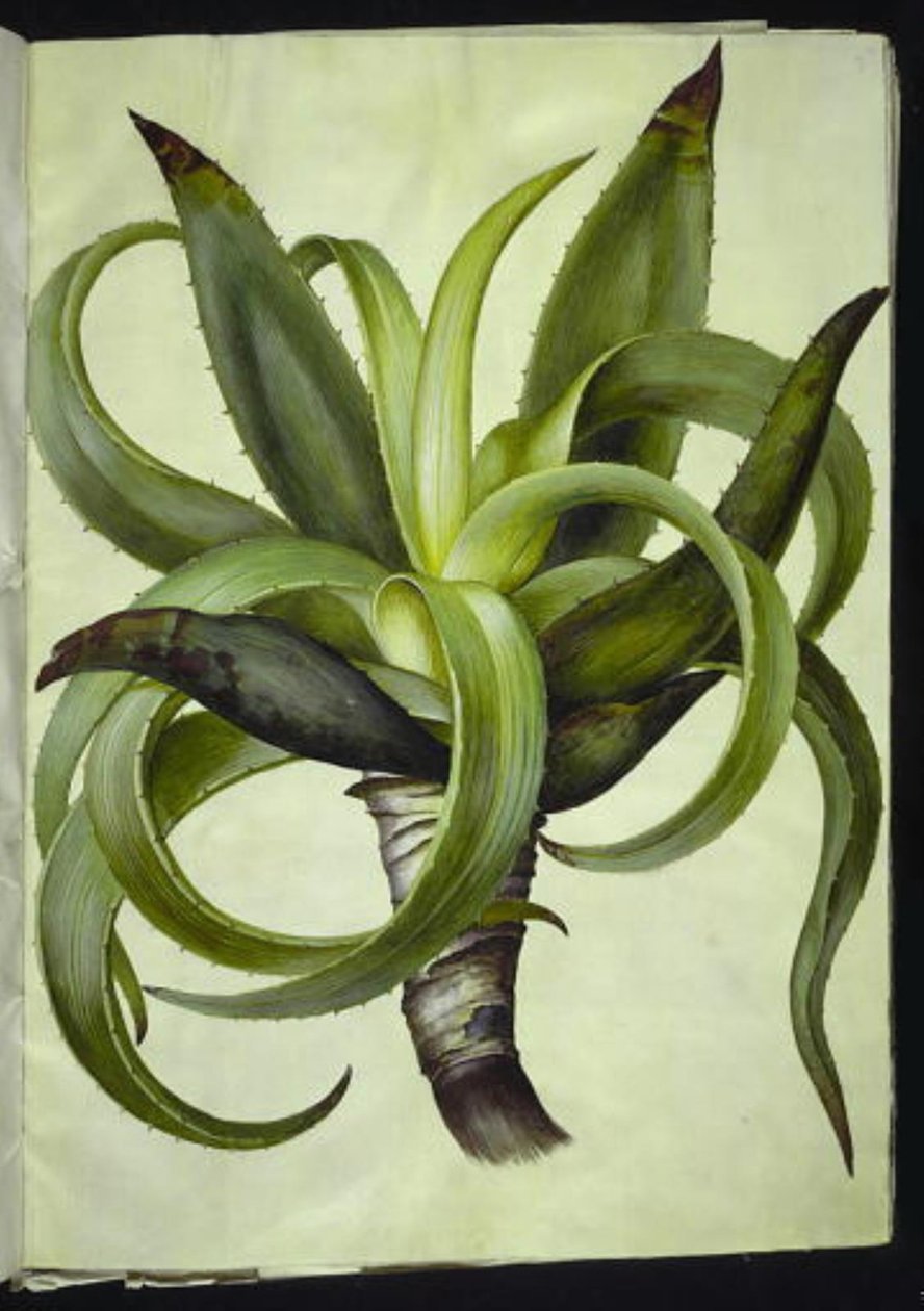 Aloe (Aloe) von Hans Simon Holtzbecker
