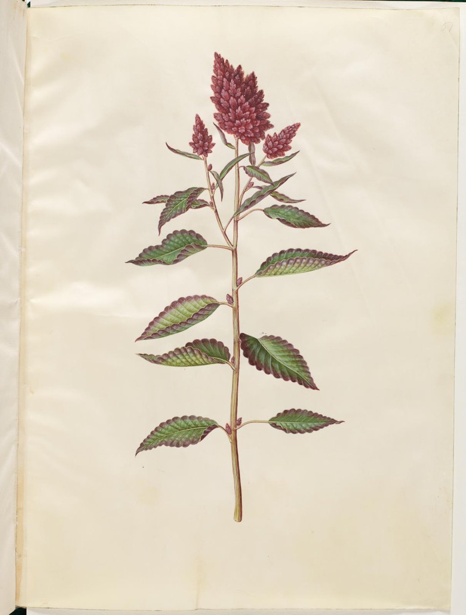 Amaranthus cruentus (Roter Amarant) von Hans Simon Holtzbecker