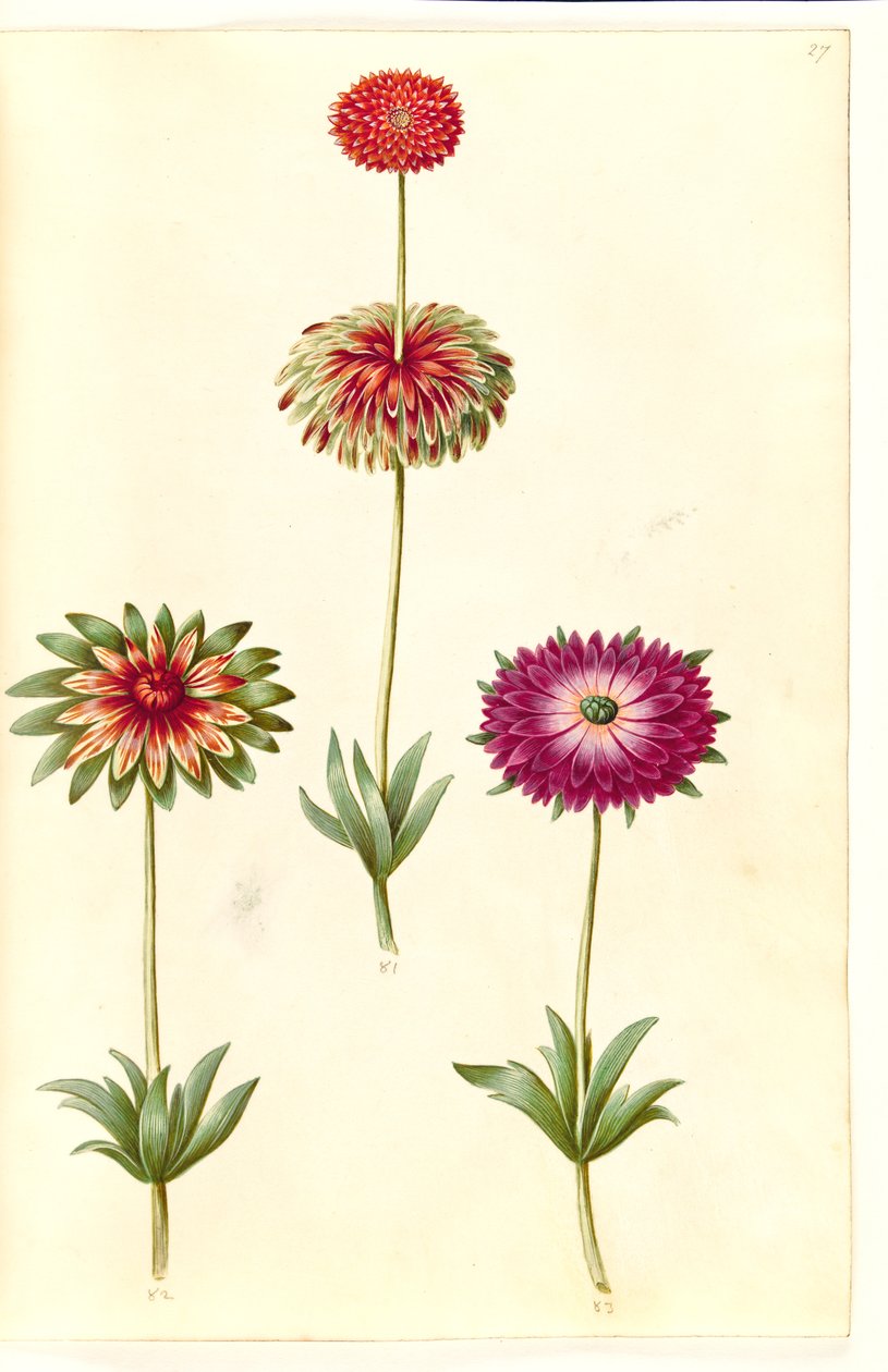 Anemone ×fulgens (Glänzende Anemone) von Hans Simon Holtzbecker