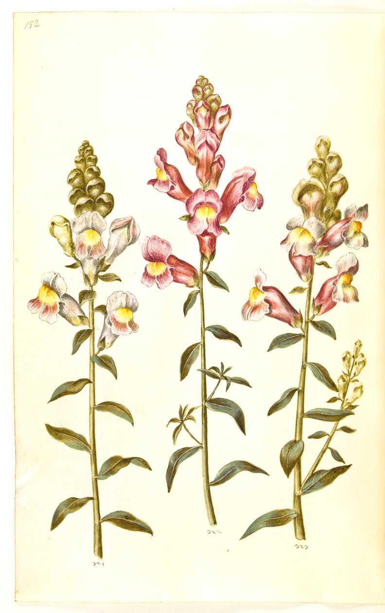Antirrhinum majus (Garten-Löwenmaul) von Hans Simon Holtzbecker