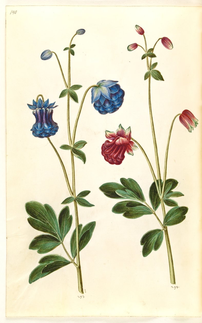 Aquilegia vulgaris (Gemeine Akelei) von Hans Simon Holtzbecker