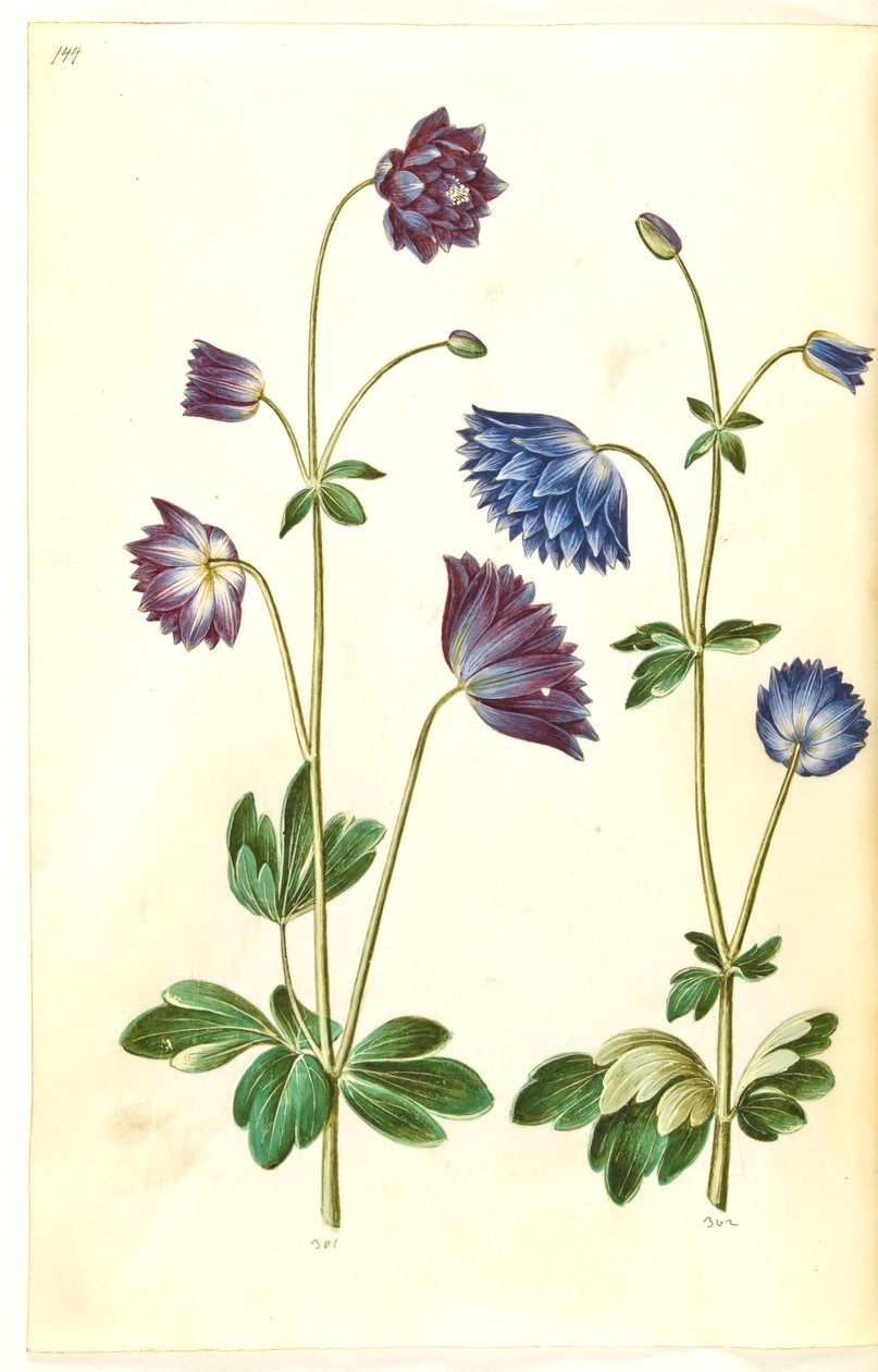 Aquilegia vulgaris (Gemeine Akelei) von Hans Simon Holtzbecker