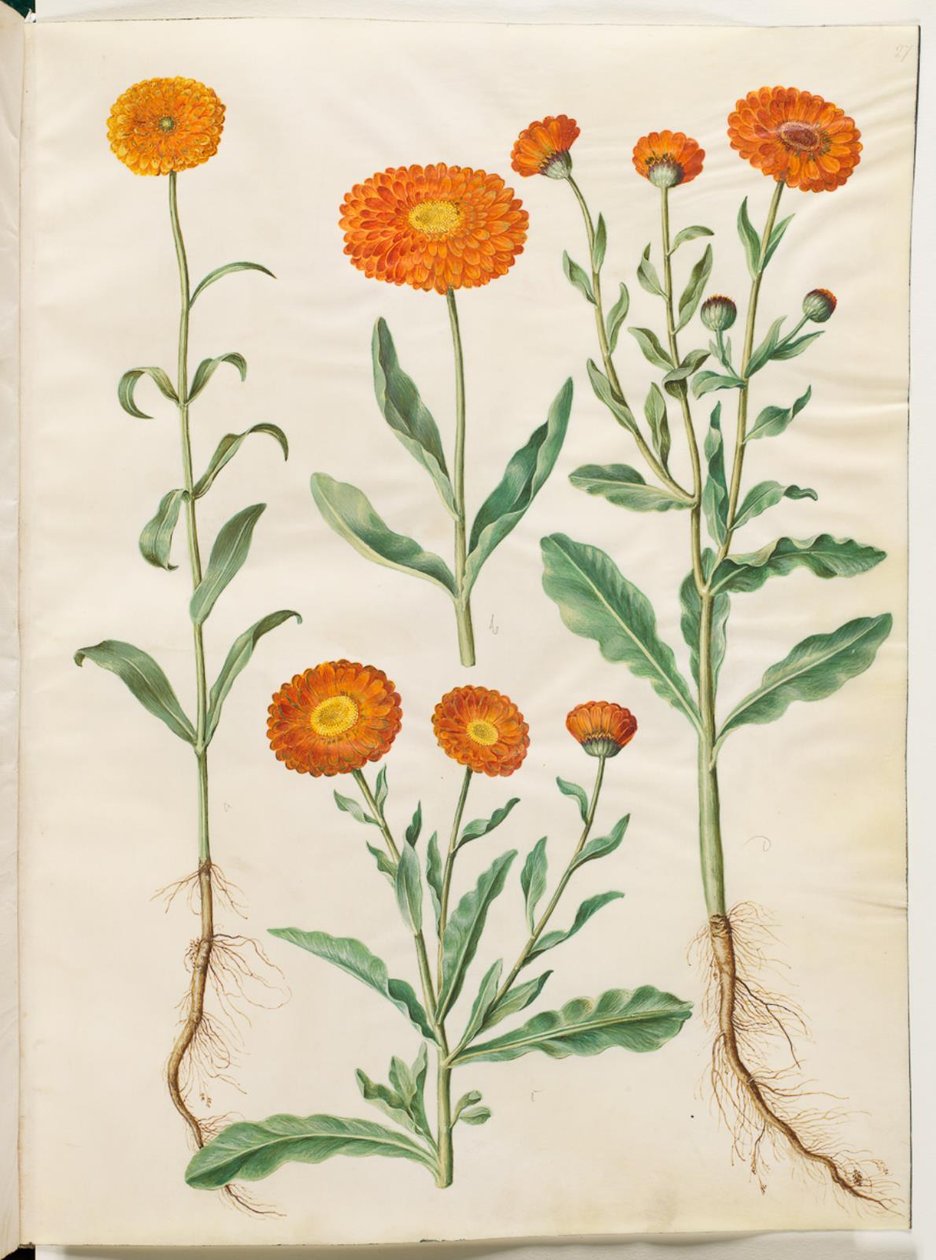 Ringelblume (Calendula officinalis) von Hans Simon Holtzbecker