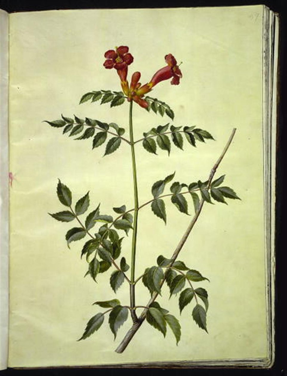 Campsis radicans (gewöhnliche Trompetenblume) von Hans Simon Holtzbecker