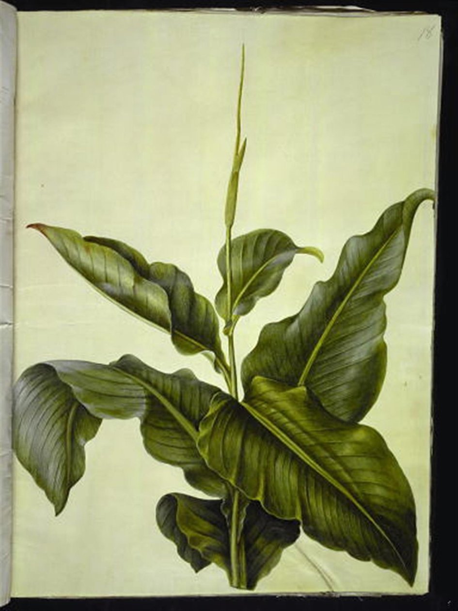 Canna (Kanna) von Hans Simon Holtzbecker