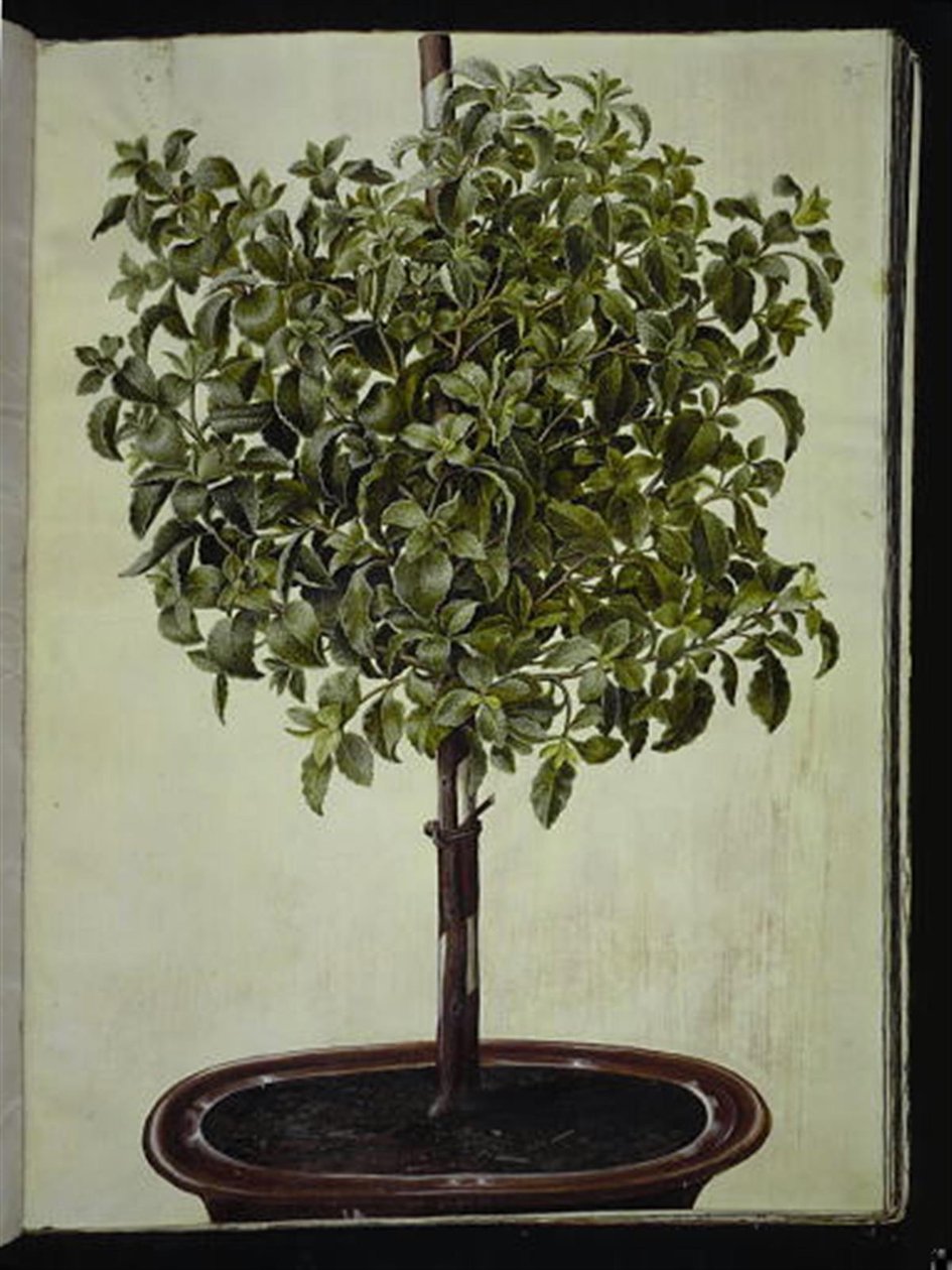 Cistus creticus (Kreta-Sonnenröschen) von Hans Simon Holtzbecker