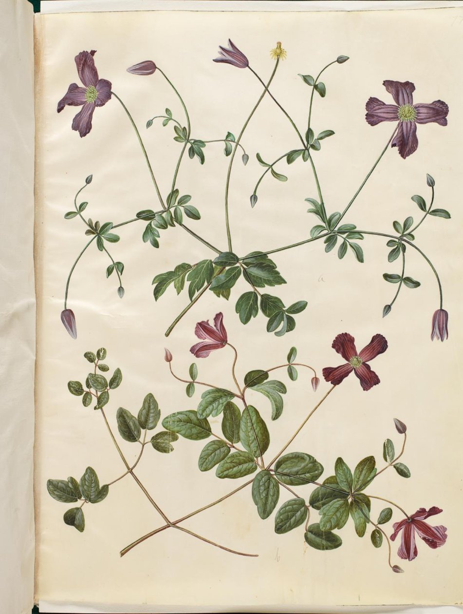Clematis viticella (italienische Waldrebe) von Hans Simon Holtzbecker