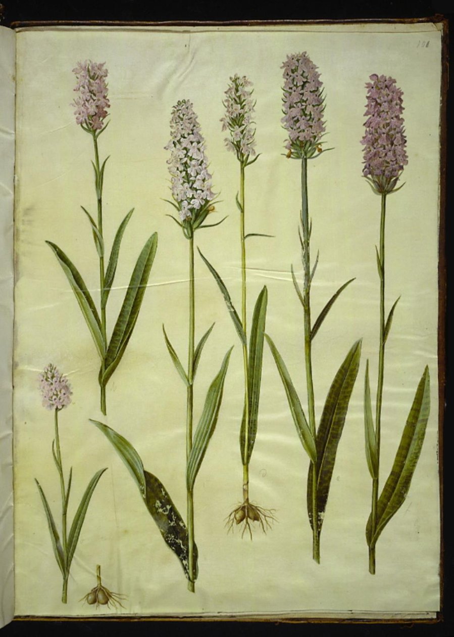 Gefleckte Knabenkraut (Dactylorhiza maculata) von Hans Simon Holtzbecker