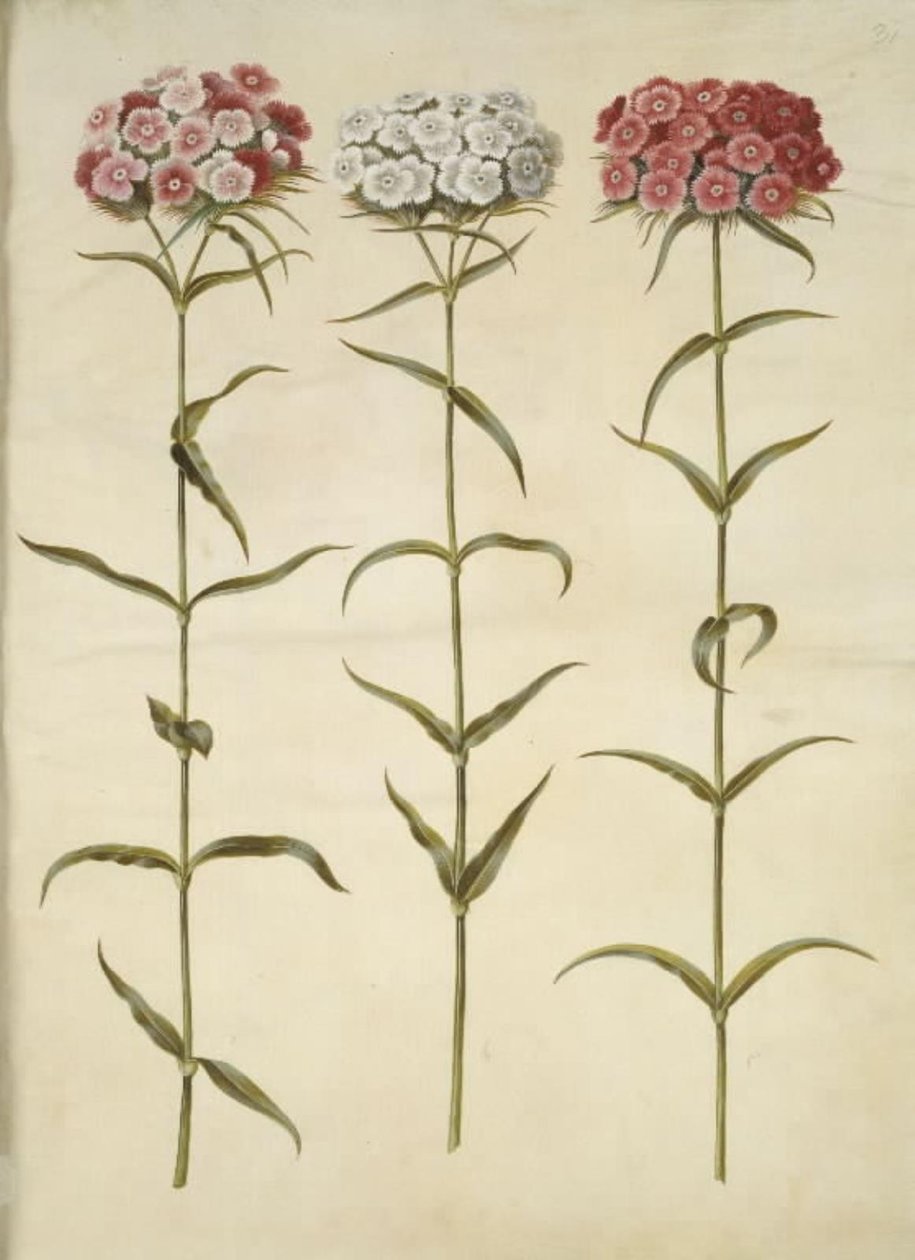 Dianthus barbatus (Bartnelke) von Hans Simon Holtzbecker