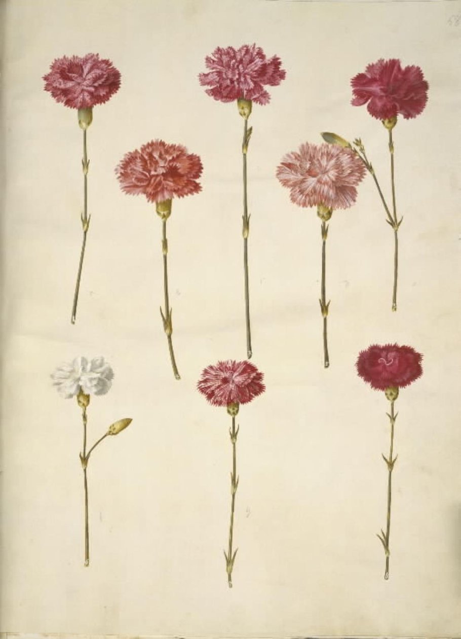 Dianthus caryophyllus (Gartennelke) von Hans Simon Holtzbecker