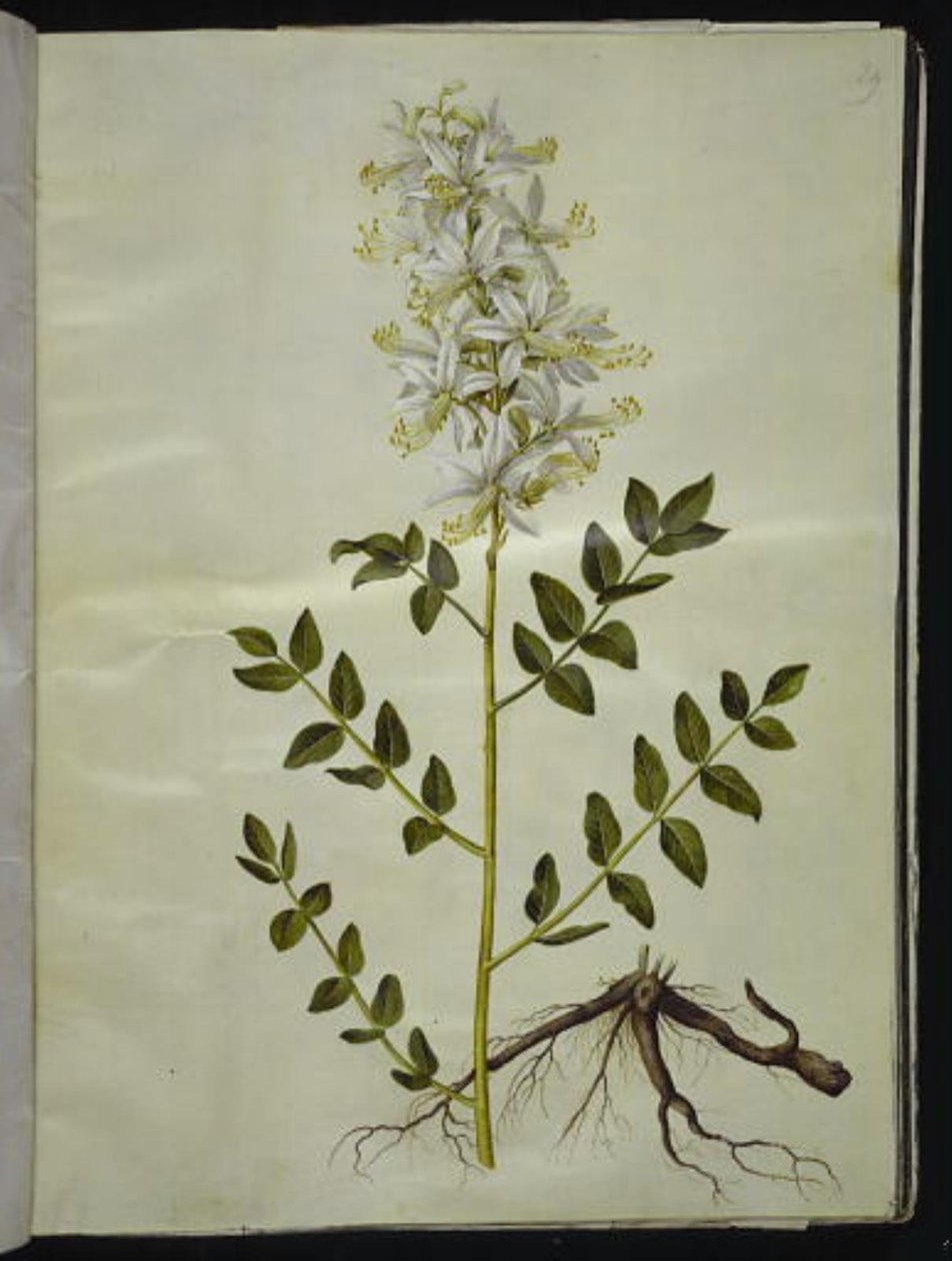 Weißer Diptam von Hans Simon Holtzbecker