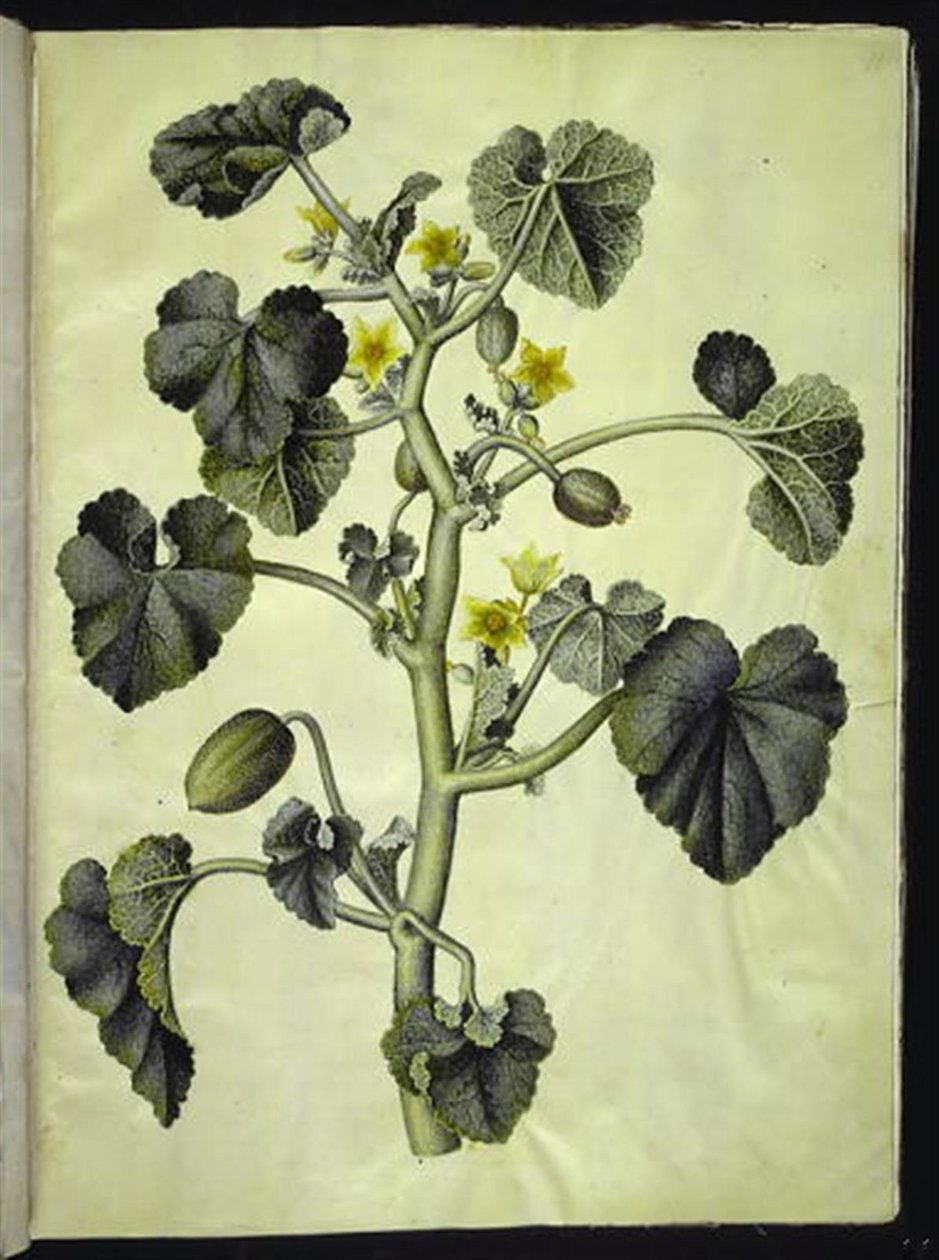 Ecballium elaterium (Spritzgurke) von Hans Simon Holtzbecker