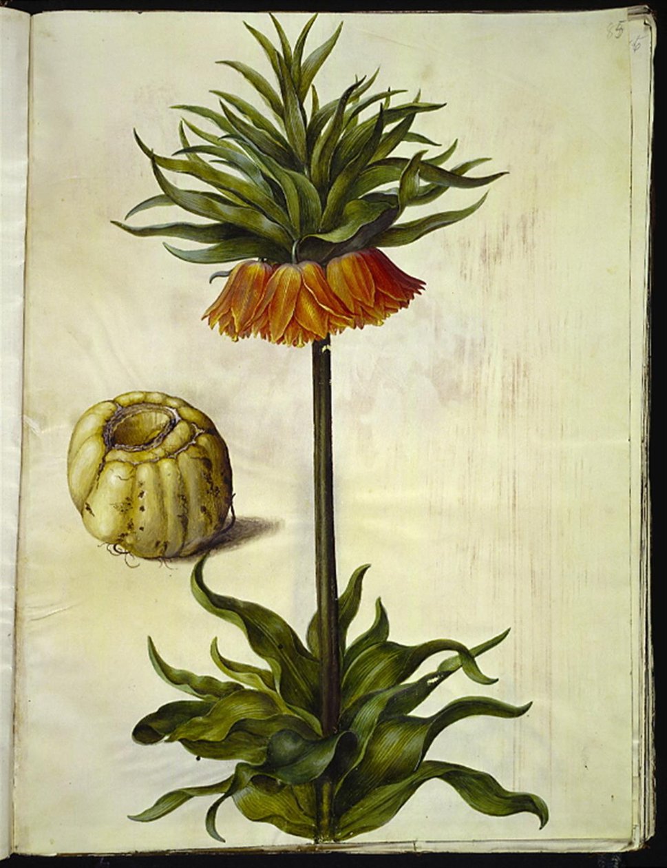 Fritillaria imperialis (Kaiserkrone) von Hans Simon Holtzbecker