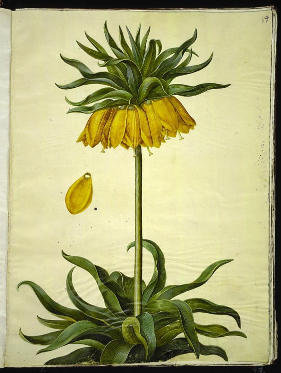 Fritillaria imperialis (Kaiserkronen) von Hans Simon Holtzbecker
