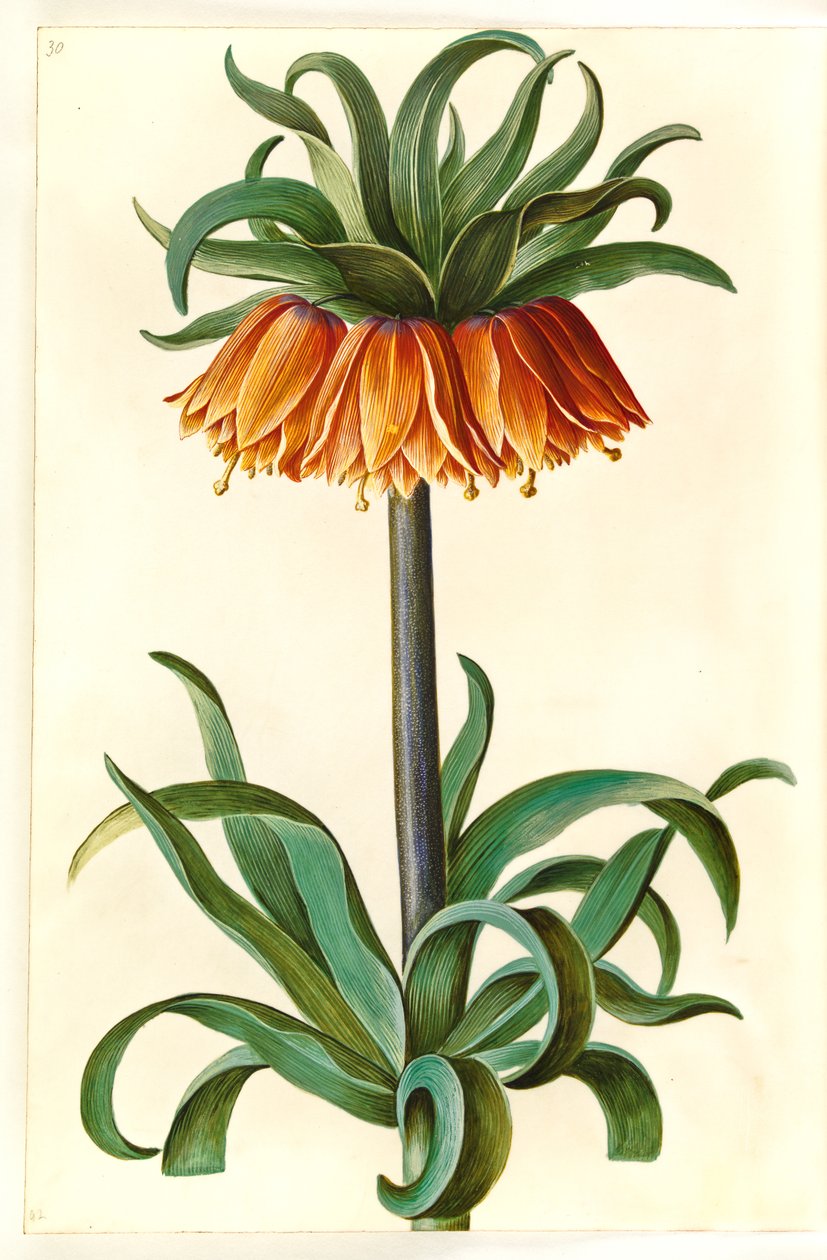 Fritillaria imperialis (Kaiserkronen) von Hans Simon Holtzbecker