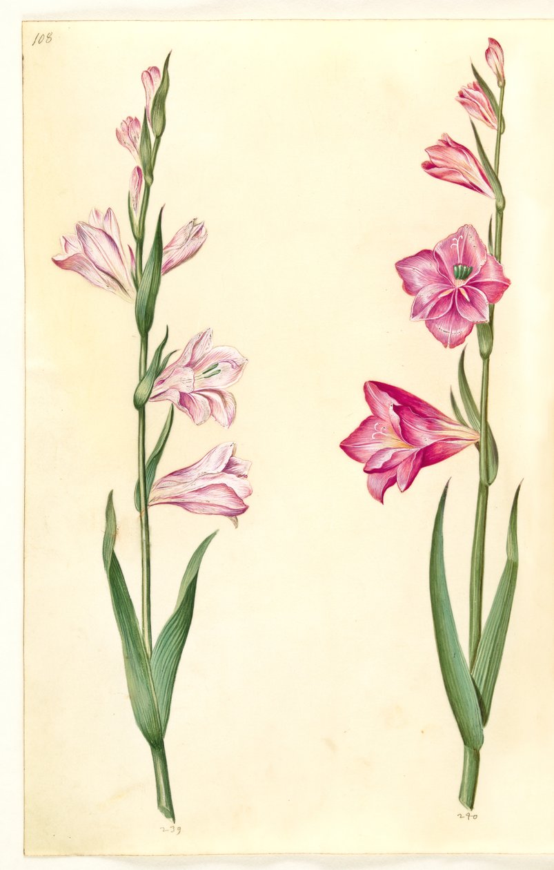 Gladiolus communis (Gewöhnliche Gladiole) von Hans Simon Holtzbecker