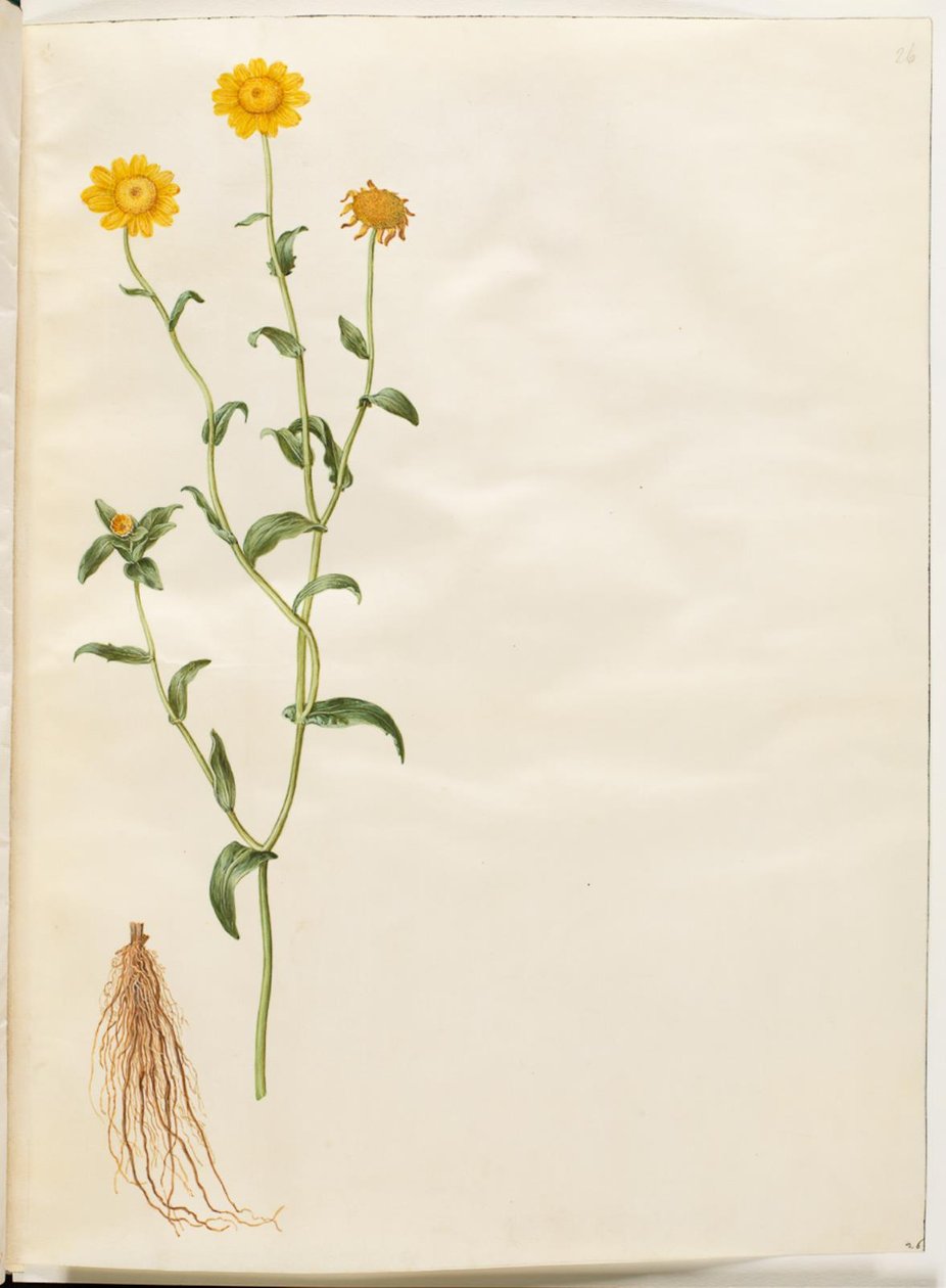Gelbes Ochsenauge von Hans Simon Holtzbecker