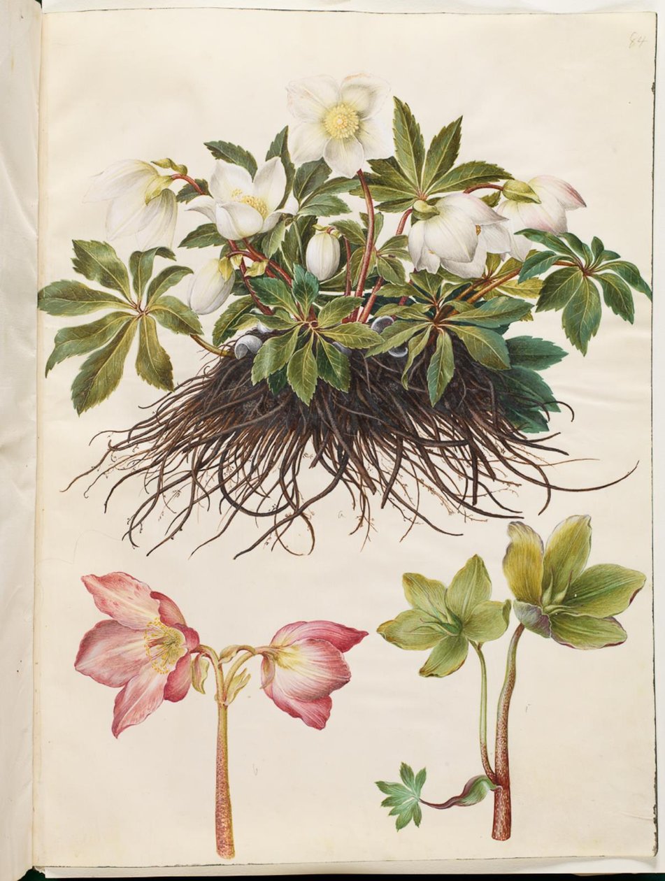 Schwarze Nieswurz (gewöhnliche Christrose) von Hans Simon Holtzbecker
