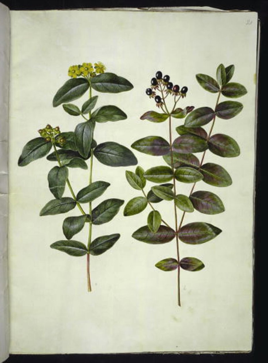 Johanniskraut (Hypericum androsaemum) von Hans Simon Holtzbecker