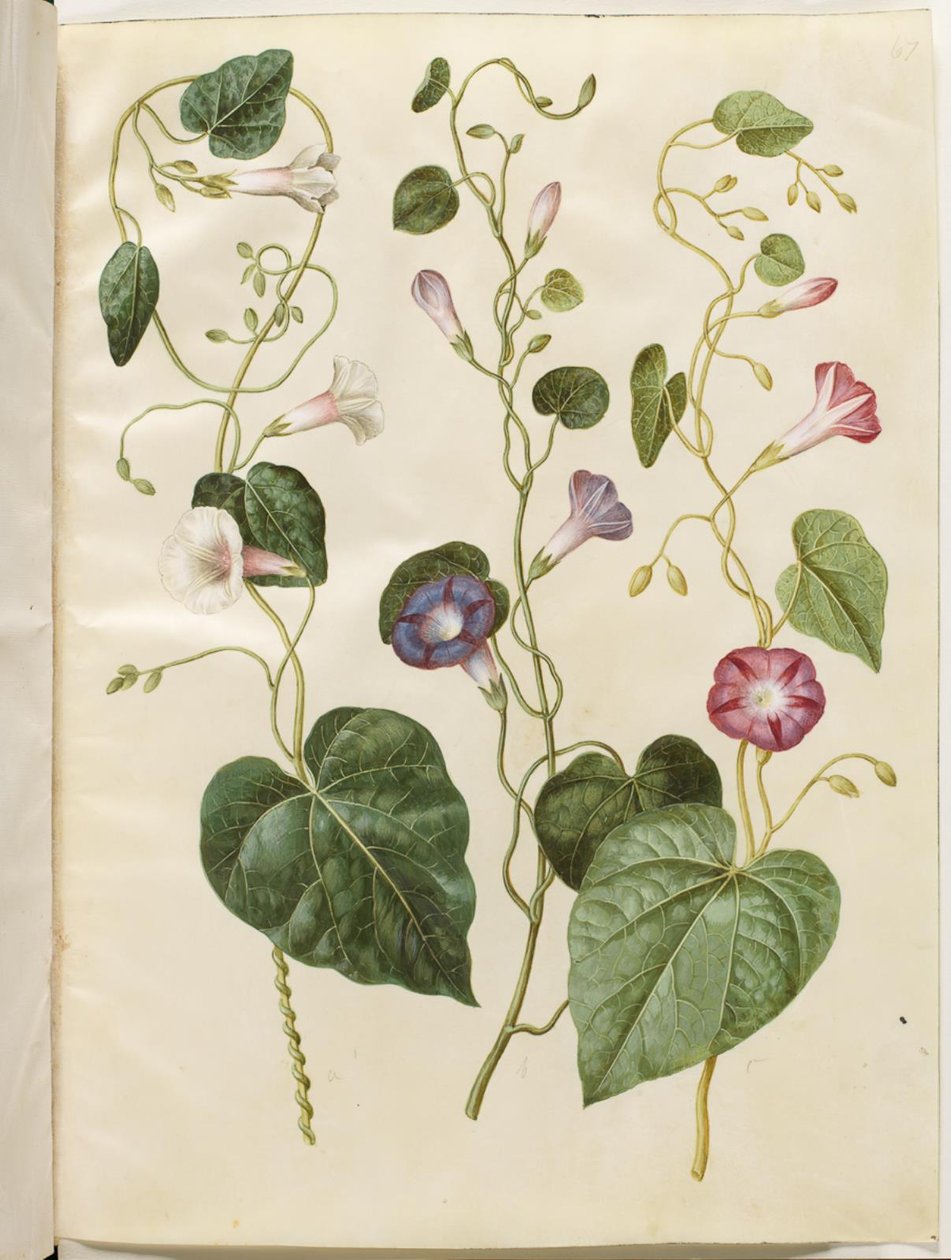 Ipomoea purpurea (Purpur-Pragtsnerle) von Hans Simon Holtzbecker