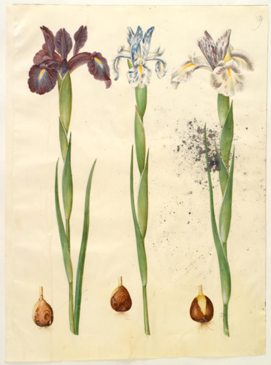 Iris latifolia (Englische Iris) von Hans Simon Holtzbecker