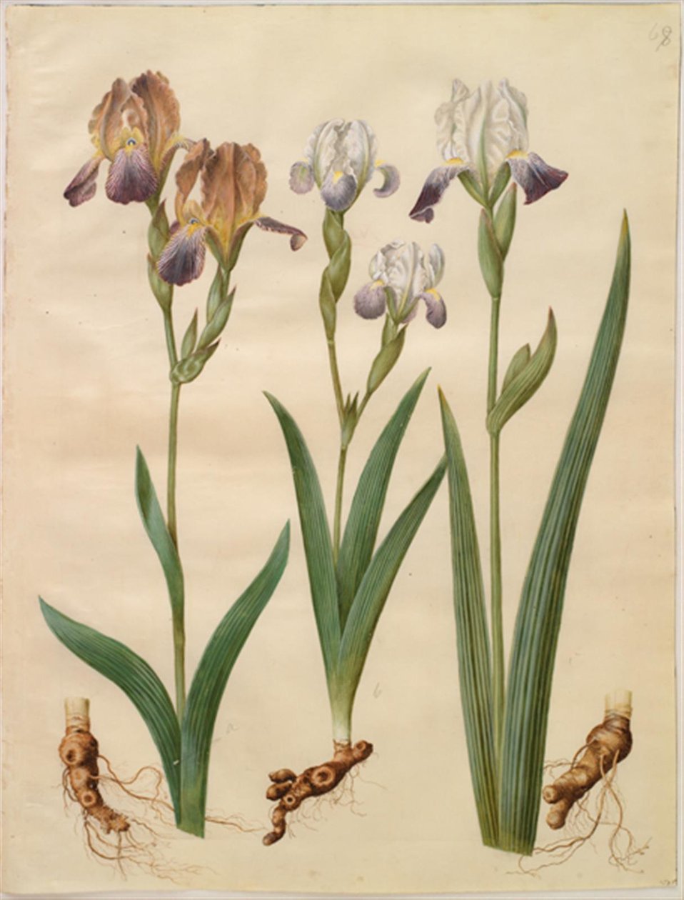 Iris ×sambucina (Holunder-Iris); Iris ×amoena (Iris-Hybrid) von Hans Simon Holtzbecker